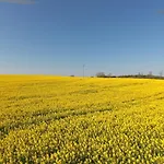 Bea 2 * Rabenkirchen-Faulück